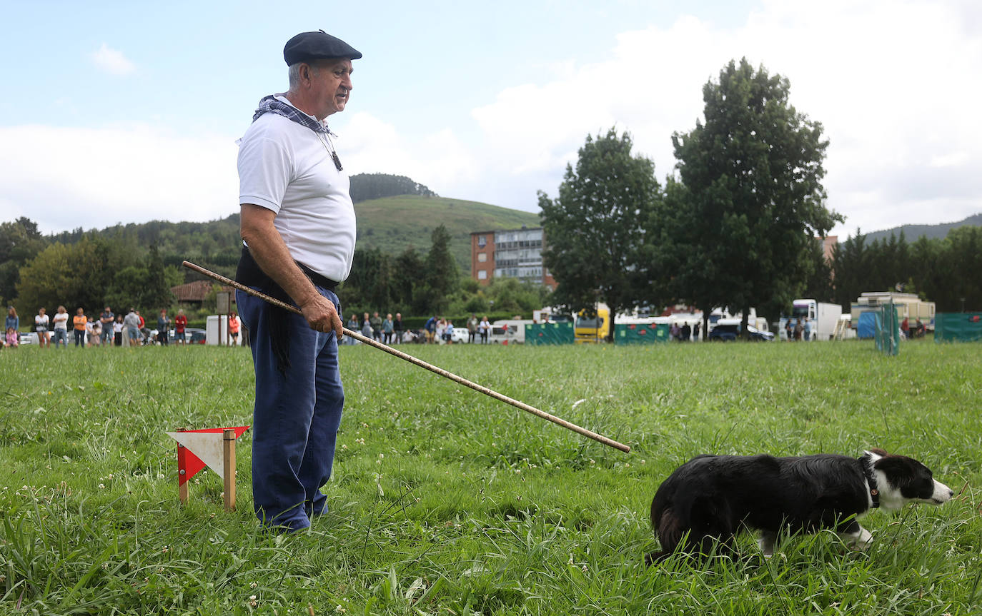 Las mejores imágenes del campeonato de perros pastor de Euskal Herria