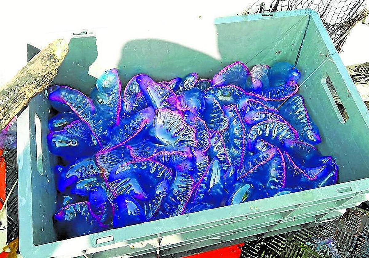 Mario Picazo alerta de la presencia de carabelas portuguesas en las playas de España