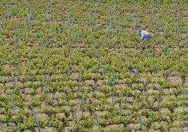 ABRA planteó por primera vez en 2016 la posibilidad de crear una denominación de origen al margen de Rioja.