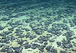 Imagen de los nódulos metálicos del fondo del mar que han permitido descubrir el oxígeno negro.