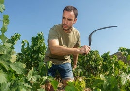 Iker corta con la hoz las ramas más largas de las cepas para prepararlas para la vendimia.