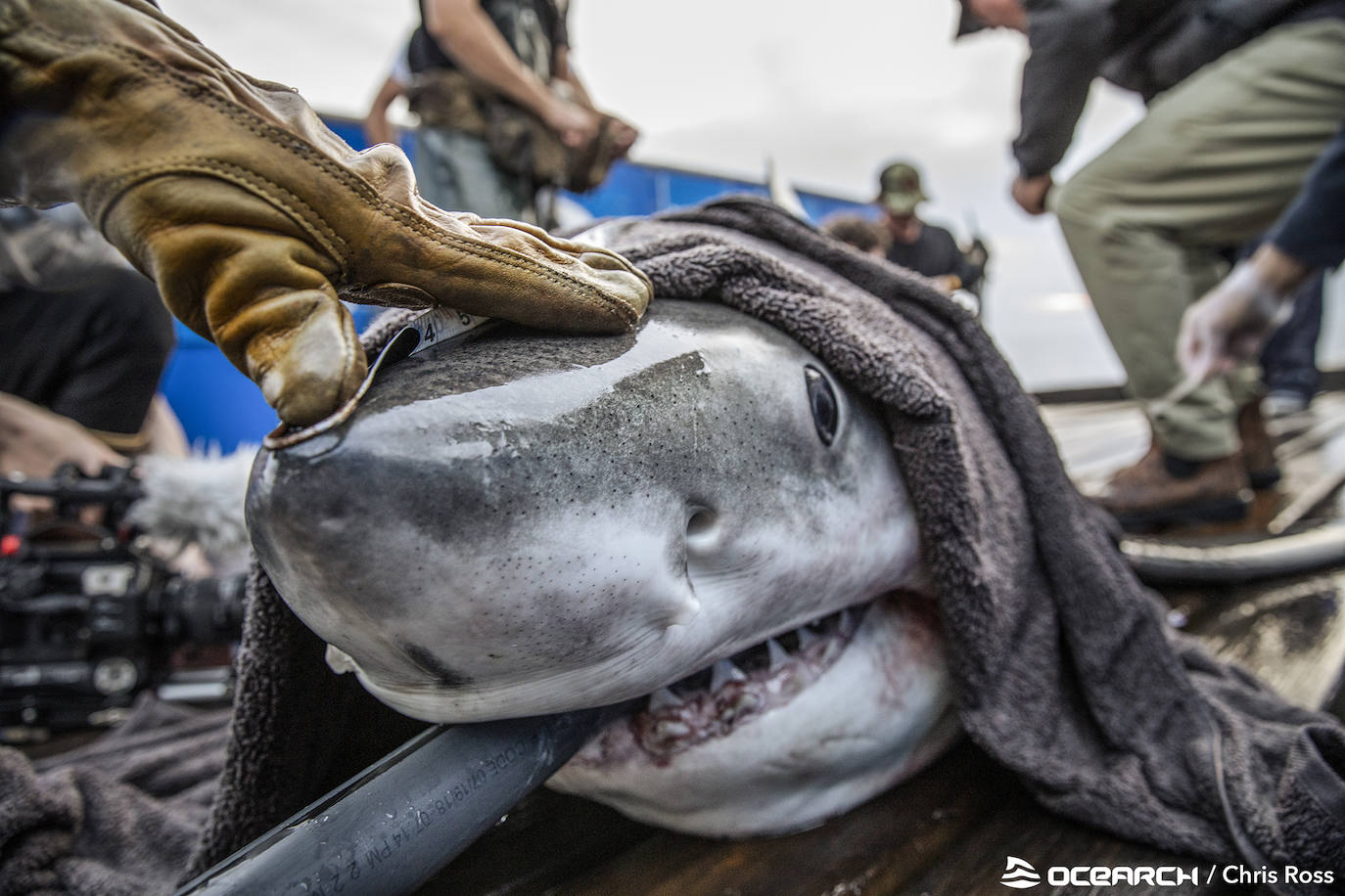 Expediciones anteriores del OCEARCH.