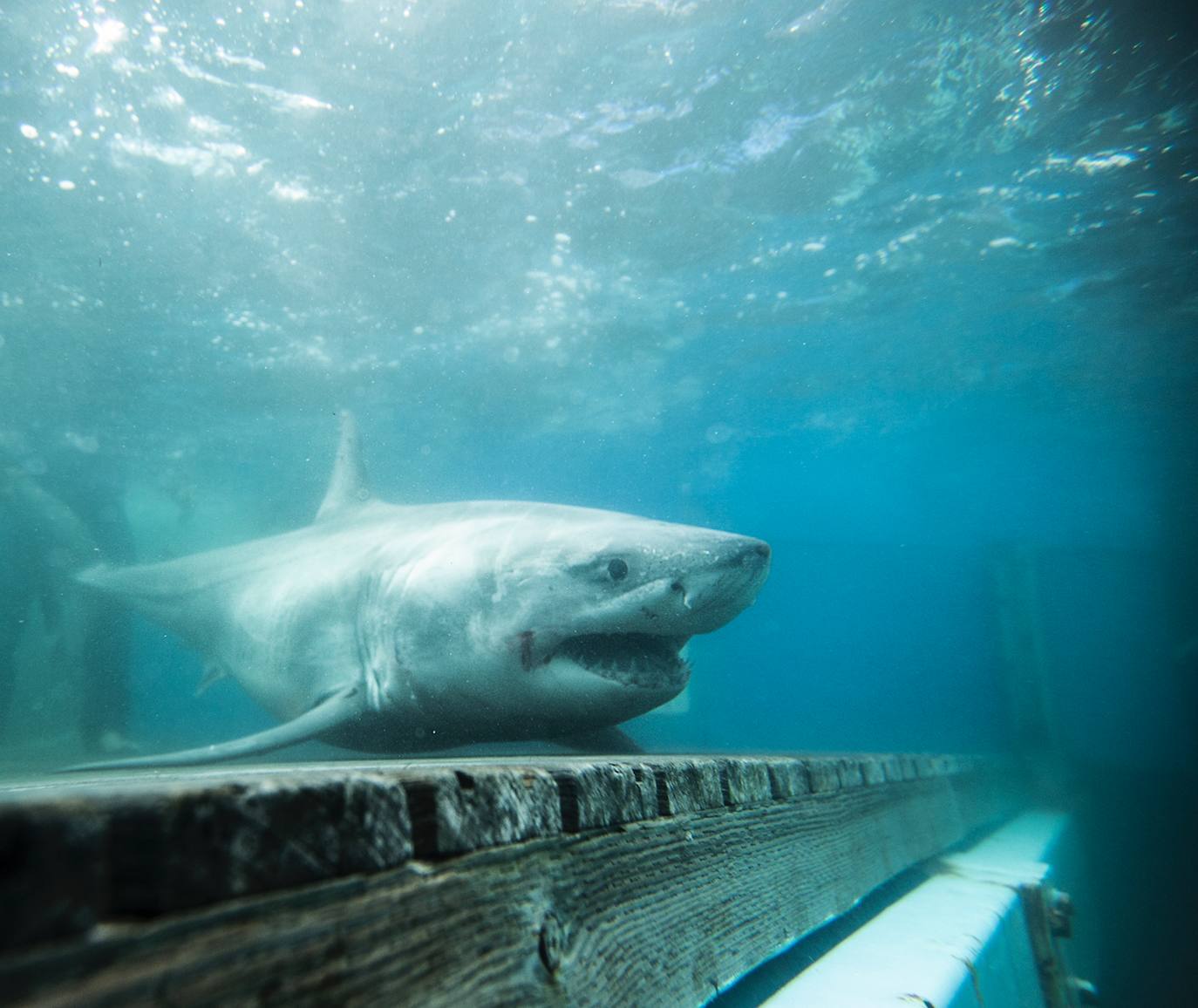 Expediciones anteriores del OCEARCH.