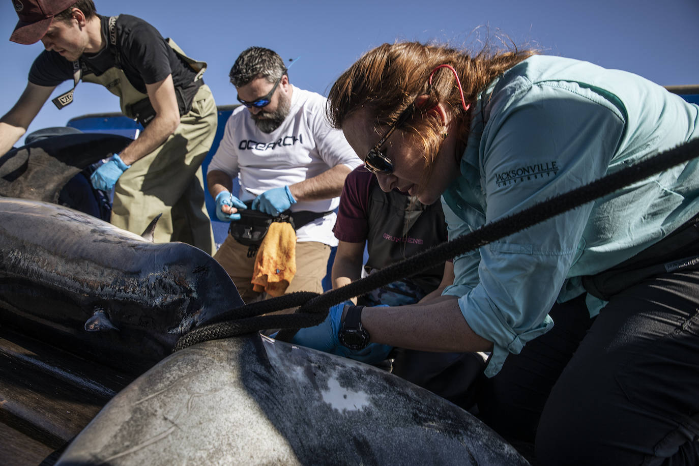 Expediciones anteriores del OCEARCH.