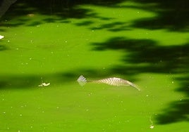 El color del río a su paso por el barrio de Santa Catalina de Barrundia.