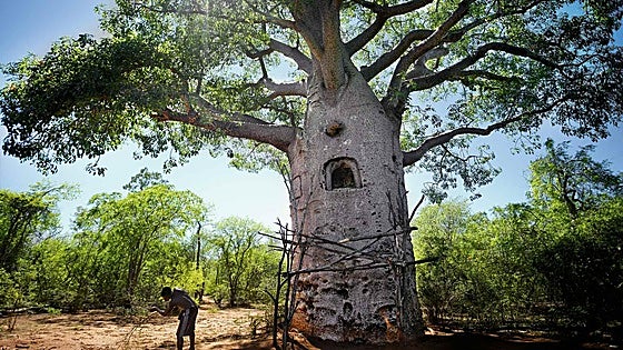 El árbol de la vida de Madagascar, en peligro