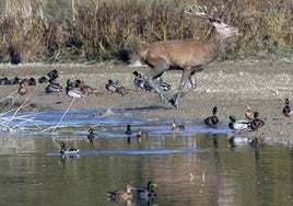 Caballos y ovejas en el Anillo Verde de Vitoria