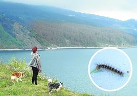 Una mujer observa el pinar, de color marrón, afectado por la lagarta peluda.