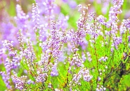 El brezo llena de color los prados con sus pequeñas flores.