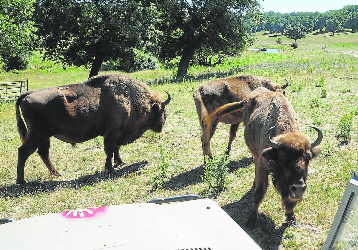 Los bisontes son uno de los atractivos de la reserva. Destaca entre ellos el macho Mocho, de mayor tamaño.