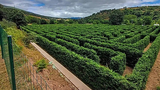 Cantabria estrena otro laberinto, está en Campoo de Suso y es uno de los más grandes del país