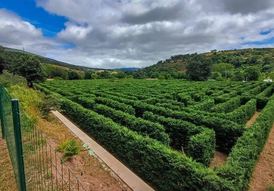 Cipreses que pueblan 7.000 metros cuadrados de terreno y conforman el laberinto de Tilde en Campoo de Suso.