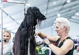 La OCU advierte del peligro de lavar al perro con el champú de las personas