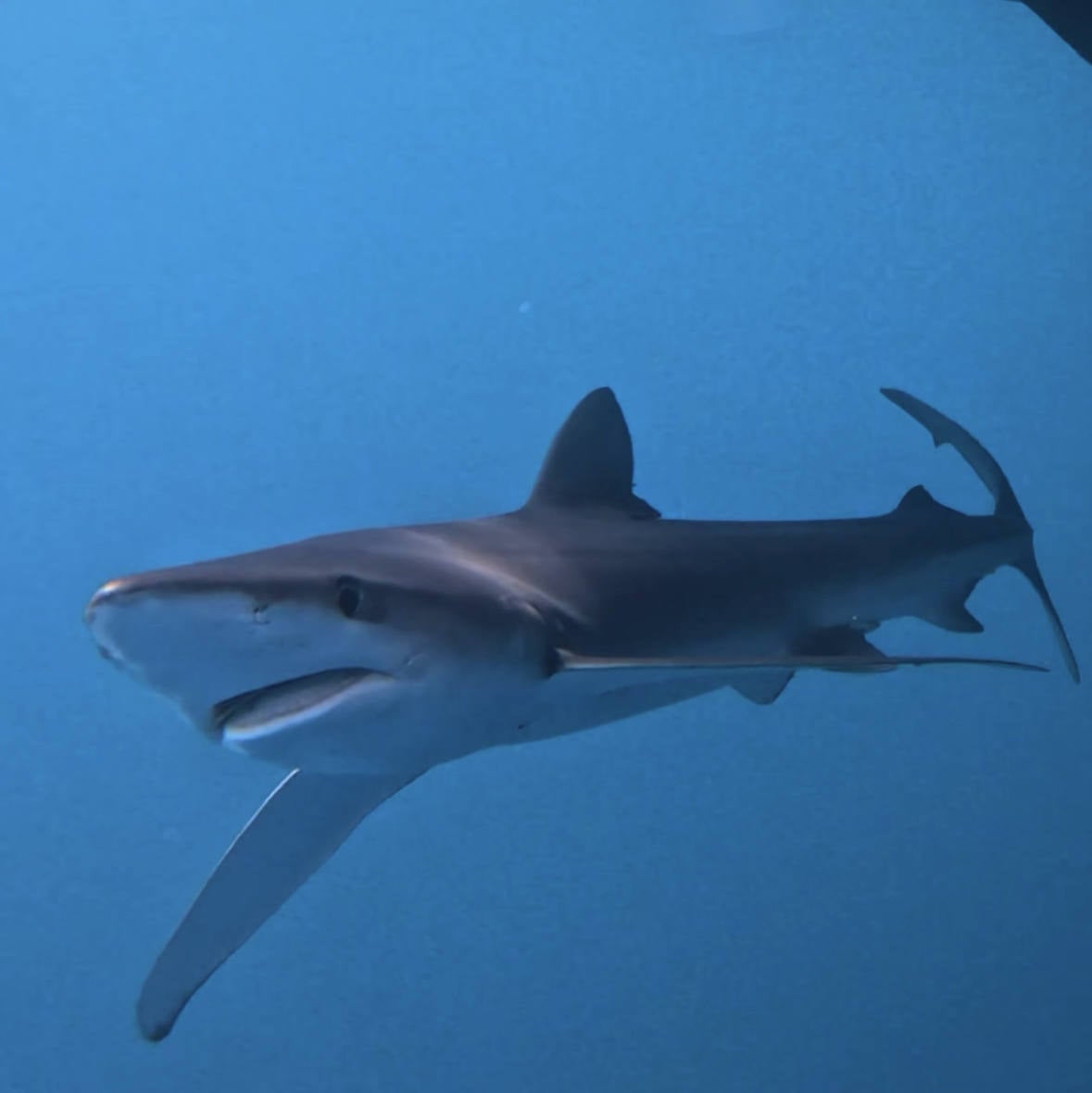 Finaliza la expedición que buscaba el tiburón blanco en el Golfo de Bizkaia