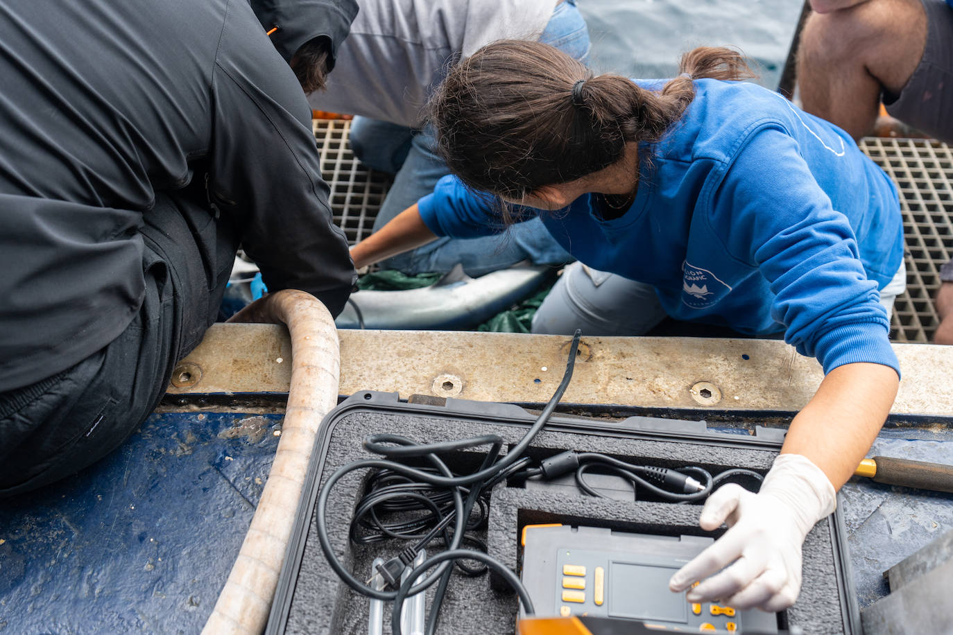 Finaliza la expedición que buscaba el tiburón blanco en el Golfo de Bizkaia