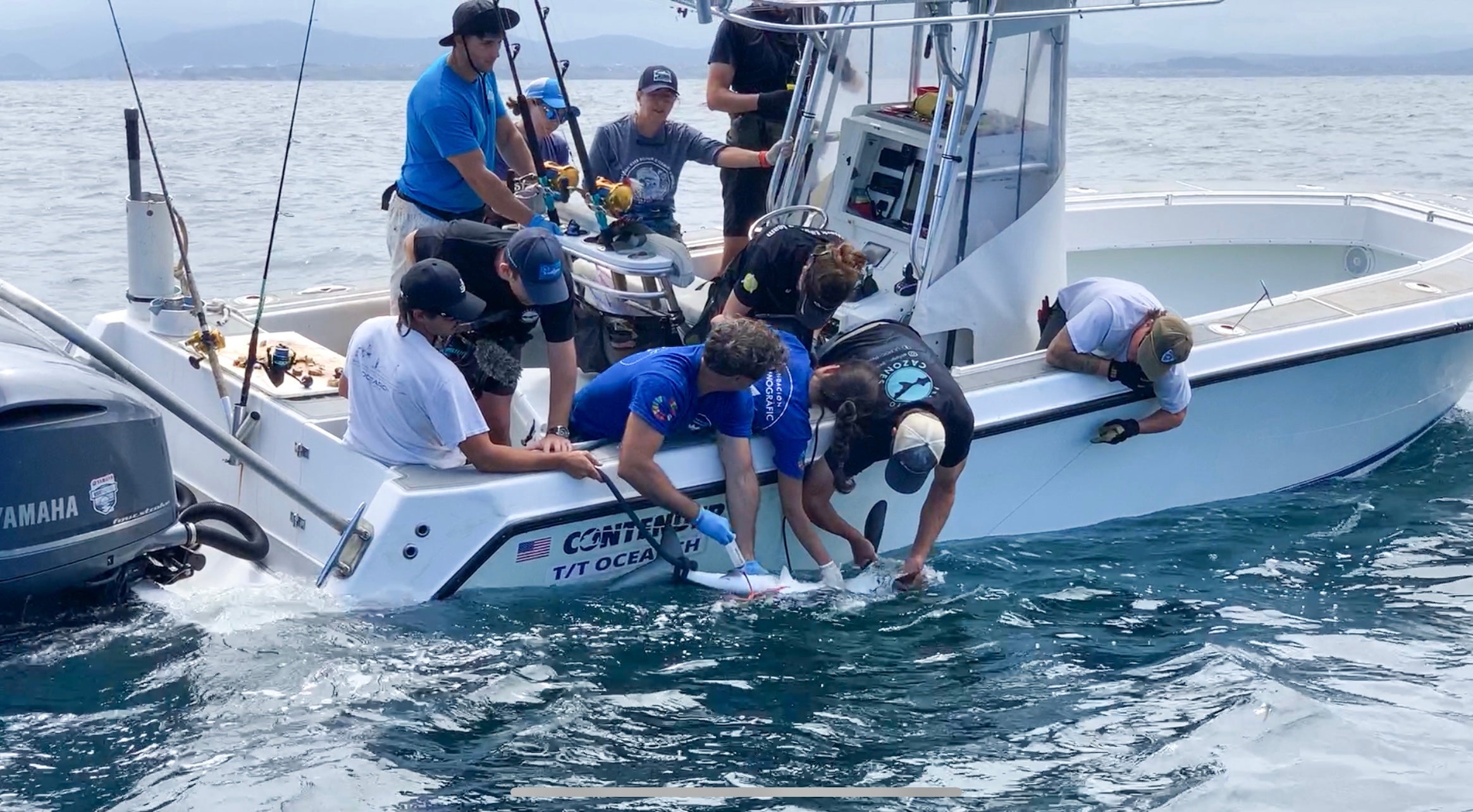 Finaliza la expedición que buscaba el tiburón blanco en el Golfo de Bizkaia