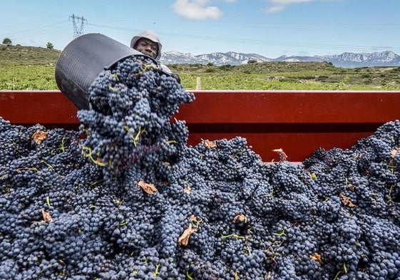 Los productores tienen hasta el 1 de septiembre para eliminar las producciones de más