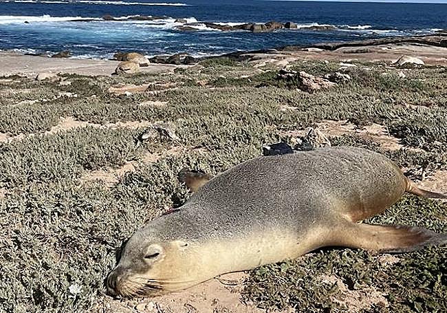 Un leon marino al que le han colocado la cámara.