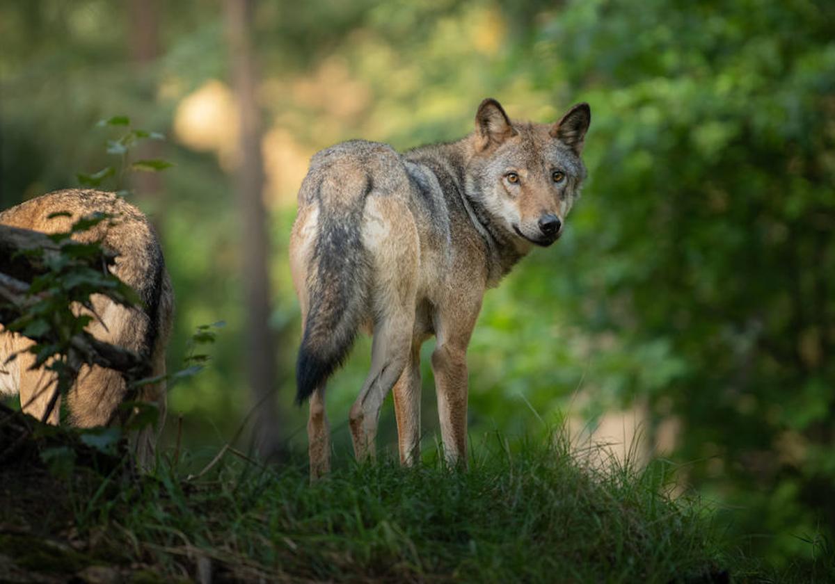 La solución es la convivencia con el lobo