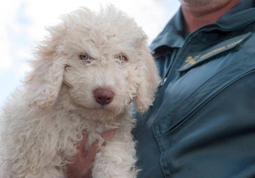 Dylan, el perro que detectó restos biológicos en uno de los cuchillos hallados en Mocejón