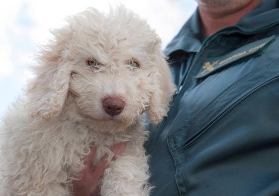 Así es Dylan, el perro que detectó restos biológicos en uno de los cuchillos