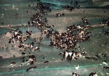 El truco definitivo para acabar con este insecto en casa