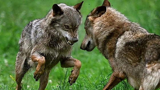 La imposible convivencia con el lobo