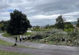Varios miembros de la asociación Sagarrak inspeccionan ayer un grupo de álamos blancos talados en el parque de Bizkotxalde.