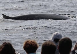 Un grupo de turistas observa el paso de una ballena por el Golfo de Vizcaya.