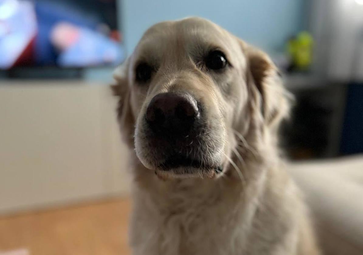 Los alimentos que los perros no pueden comer