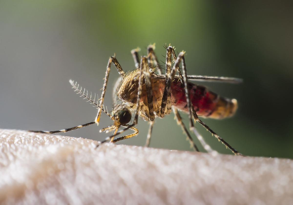 Adiós a los mosquitos: el truco casero para acabar por fin con estos insectos en casa