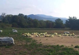 Estado que presentaba la campa junto a los fuegos a finales de agosto.