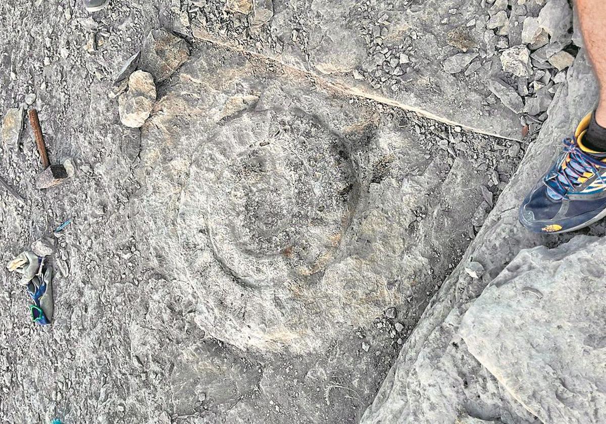 Labores de recuperación del ammonites localizado en Nanclares.