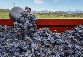 El excedente de vino supera los 25 millones de litros en Rioja Alavesa