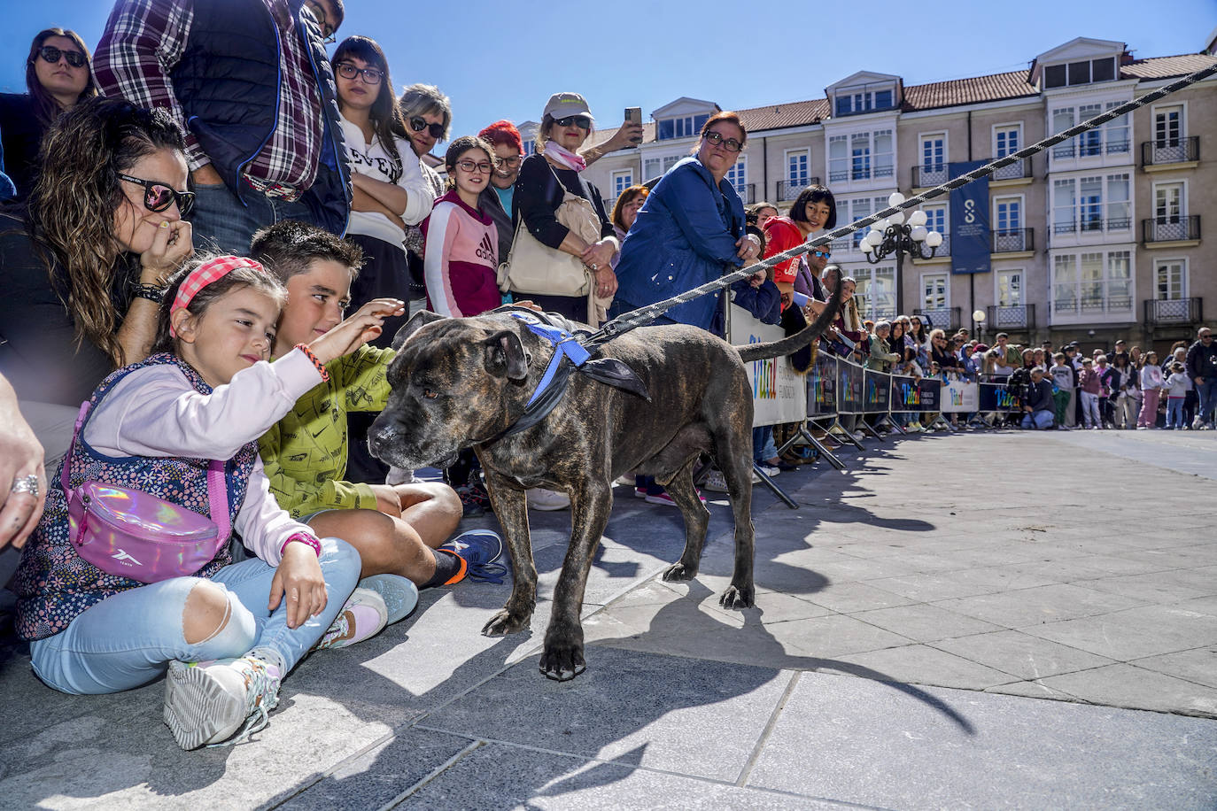 Perros buscan un hogar en la pasarela de Apasos