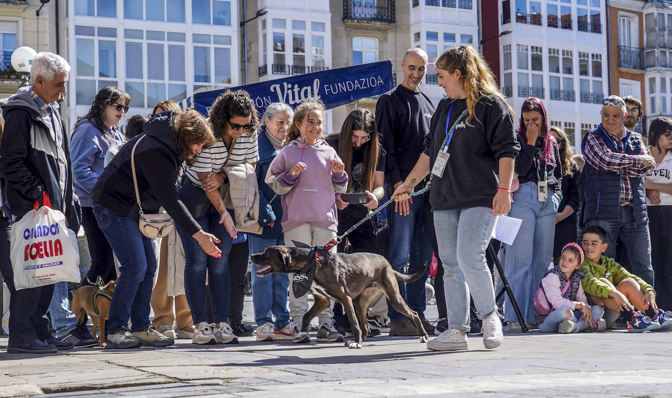 Perros buscan un hogar en la pasarela de Apasos