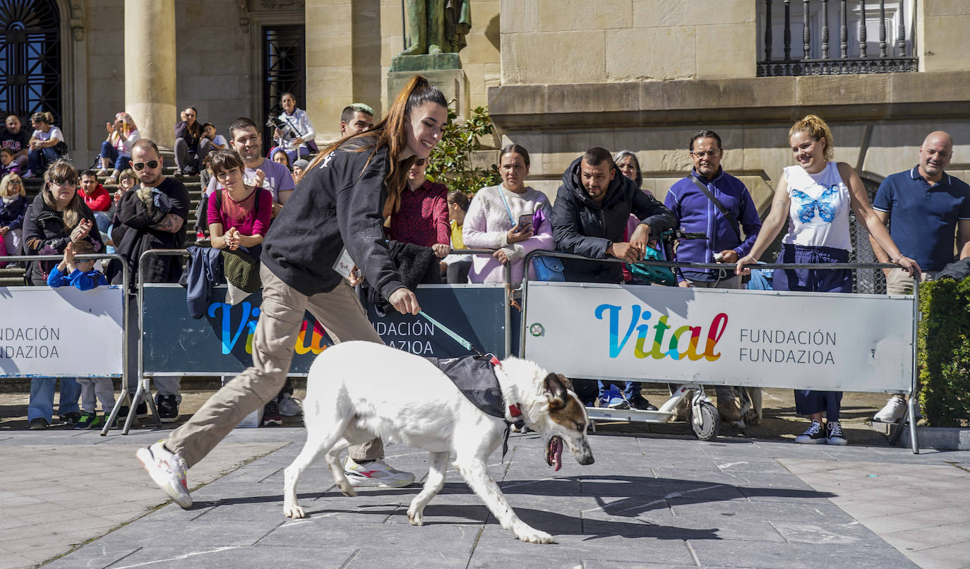 Perros buscan un hogar en la pasarela de Apasos