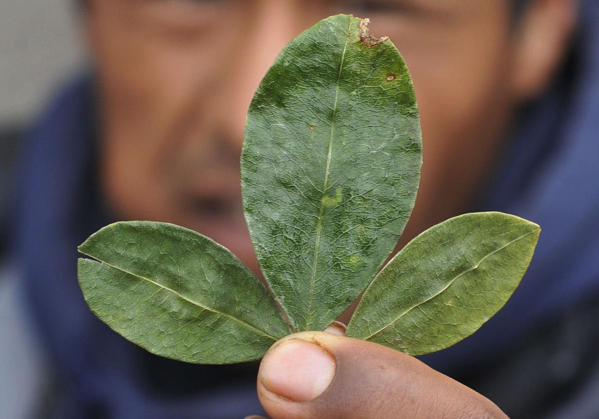 Un hombre aymara sostiene una hoja de coca en una foto de 2012, en Bolivia.