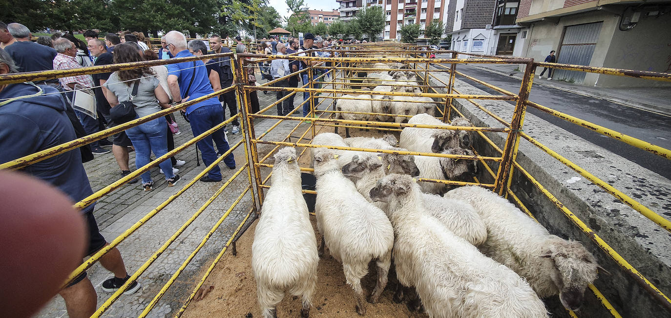 El Artzai Eguna, en imágenes