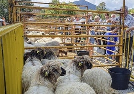 Le exhibición de ovejas fue uno de los principales atractivos del Artzai Eguna.