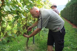 La denominación de origen espera que la climatología ayude a la buena evolución de las uvas.