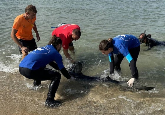 Biólogos marinos junto al cuerpo de un tiburón que apareció en Dénia con heridas causadas por peces espada.