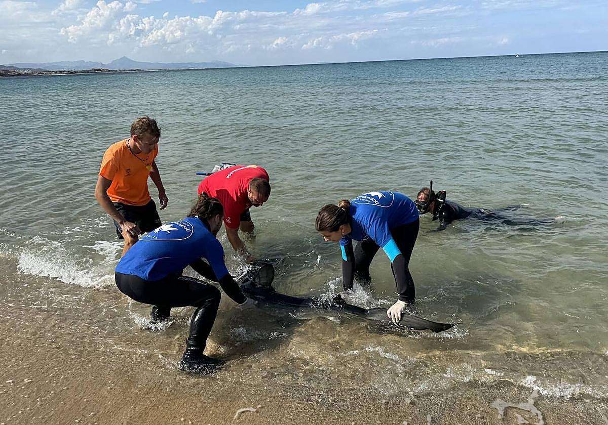 Biólogos marinos junto al cuerpo de un tiburón que apareció en Dénia con heridas causadas por peces espada.