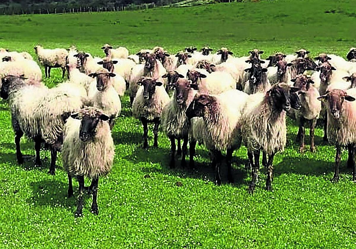 Rebajo de oveja latxa en una explotación vizcaína.