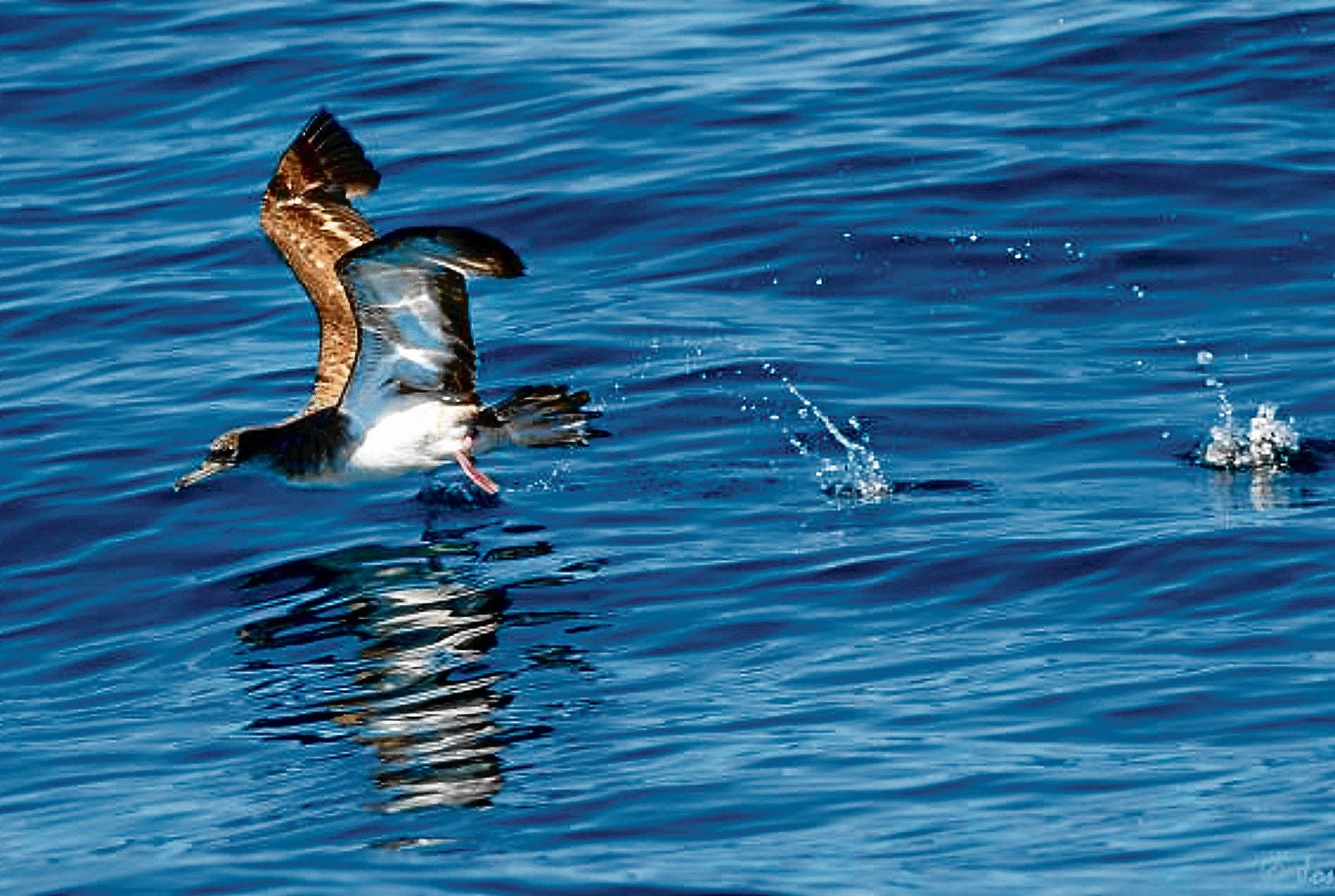 Imagen capturada a seis millas de Lekeitio que certifica la presencia por primera vez en Europa de un ejemplar de Pardela de Cabo Verde.