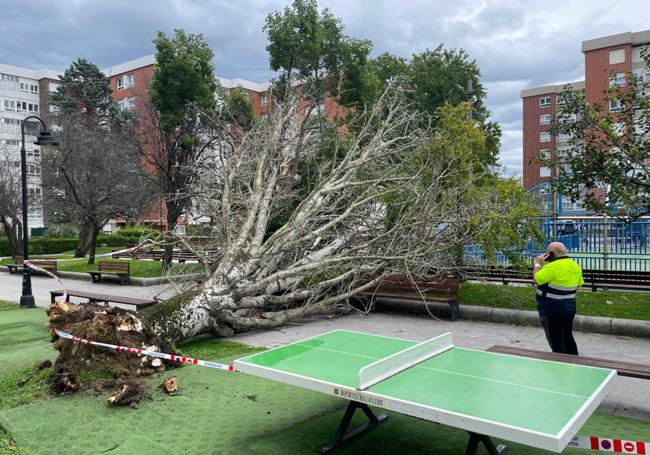 Otro árbol afectado por el viento en el barrio Aldapa de Algorta.