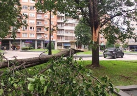 Un árbol se ha caído en la plaza Campuzano de Bilbao por las fuertes rachas de viento.