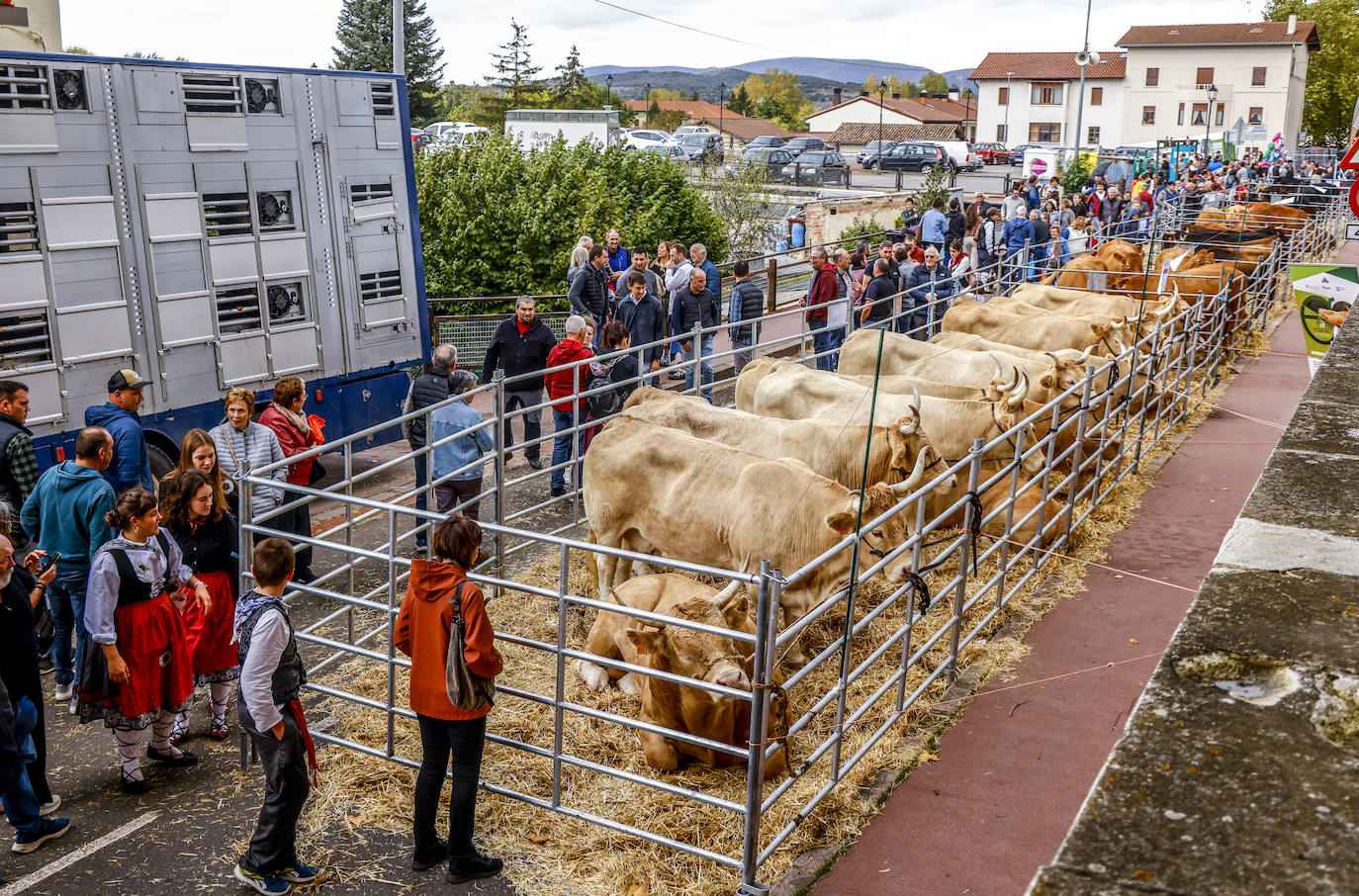 Salvatierra celebra su feria de ganado, que cumple 629 años