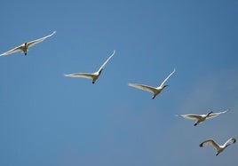 Una bandada de espátulas planea en el cielo de la Reserva de la Biosfera de Urdaibai.