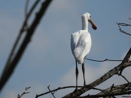 Uno de los pollos, posado en una rama.